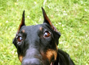 O coração aumentado de um cachorro pode ser revertido?