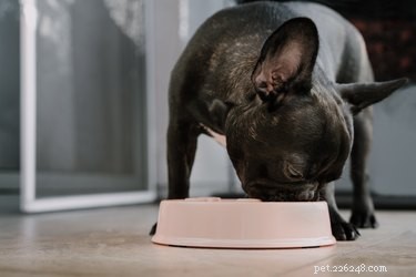 O que você pode alimentar um cão para firmar suas fezes?