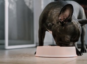 O que você pode alimentar um cão para firmar suas fezes?