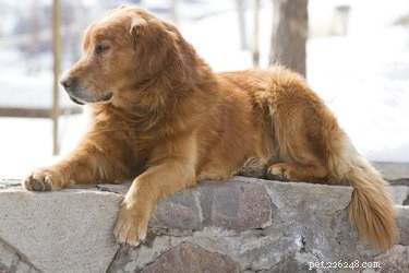 Побочные эффекты дасуквина для собак