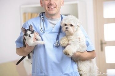 Verschil tussen hondenziekte en hondsdolheid