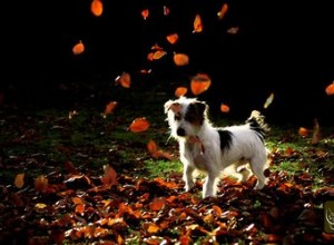 O musgo de turfa é tóxico para cães?