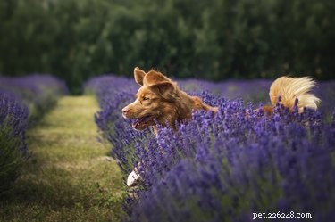 Är en lavendelväxt giftig för hundar?