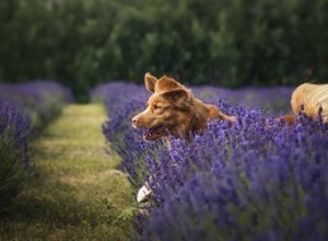 Uma planta de lavanda é venenosa para cães?