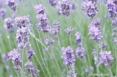 Is een lavendelplant giftig voor honden?