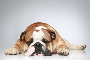 Hemmedicin för torr hud på en bulldog
