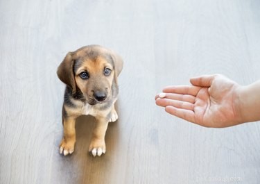 Kan ik mijn hond houtskooltabletten geven? 