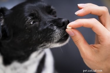 Можно ли давать собаке уголь в таблетках?