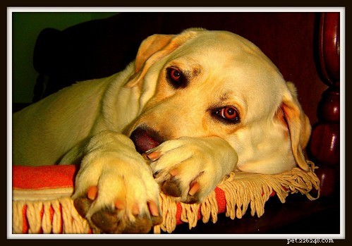Segni e sintomi di insufficienza renale allo stadio terminale nei cani