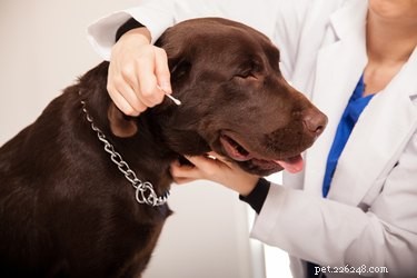 Типы антибиотиков для лечения ушных инфекций у собак