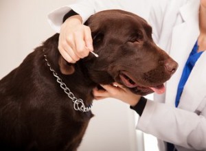 Types d antibiotiques pour les infections de l oreille chez le chien