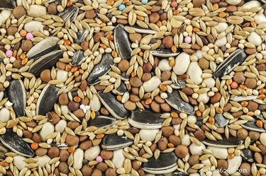 I cani possono mangiare semi di uccelli?