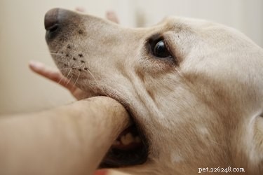 Quali antibiotici vengono usati per i morsi di cane?