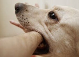 Quais antibióticos são usados ​​para mordidas de cachorro?