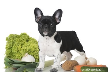 Como tratar cães para envenenamento por cebola