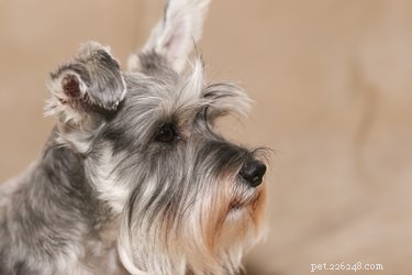 Hoe een droge neus bij honden te behandelen