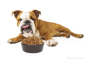 Diète pour chiens contre les maladies du foie