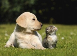 Les chats peuvent-ils être allergiques aux chiens ?