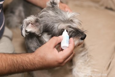 Come pulire le secrezioni oculari del cane usando i rimedi casalinghi