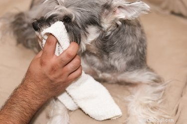 Come pulire le secrezioni oculari del cane usando i rimedi casalinghi