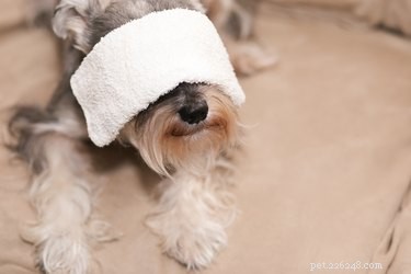 Hur man rengör ögonflytningar från hundar med huskurer