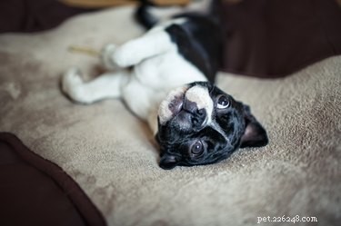 Kunnen cederchips giftig zijn voor honden?