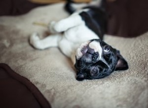 As lascas de cedro podem ser tóxicas para os cães?