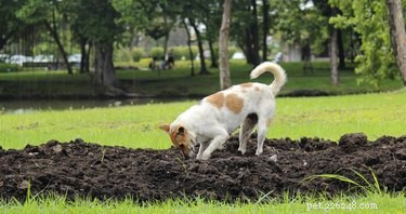 삼나무 칩이 개에게 유독할 수 있습니까?