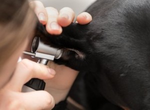 Remède maison pour un hématome de l oreille