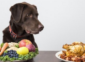 Jak snížit cholesterol u psů