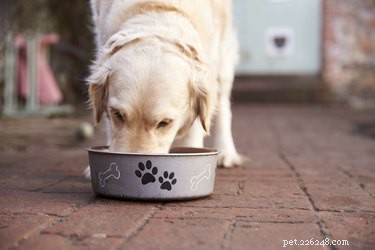 Kan hundar säkert äta johannesbröd?