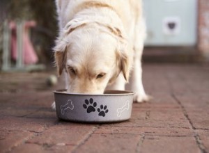 Os cães podem comer alfarroba com segurança?