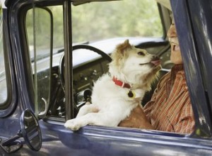 Remède maison pour le traitement d un kyste sur le dos d un chien