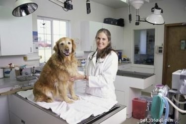 개에게 항생제를 투여하는 방법