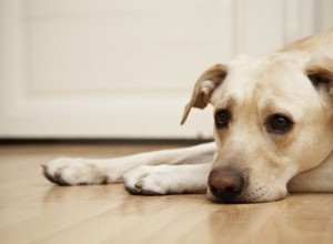 犬の痛風の治療法 