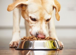 Como engordar um cão abaixo do peso