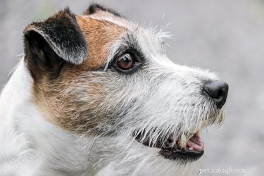 Är växtfoder giftigt för hundar?