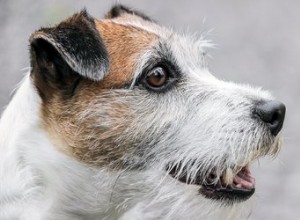 A ração vegetal é tóxica para cães?