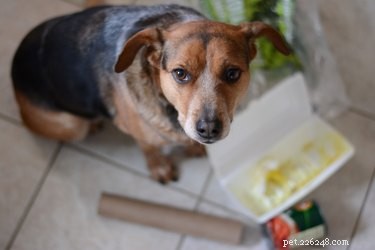 Domácí lék na rozrušené břicho u psů