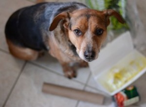 Remédio caseiro para dor de barriga em cães