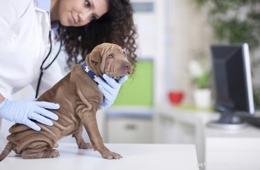 Мазь с мупироцином для собак