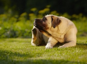 Puis-je donner du Benadryl à mon chien pour une éruption cutanée ?