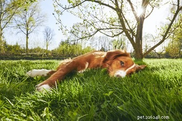 Quais são os sintomas que um cão teria se comesse erva daninha? 