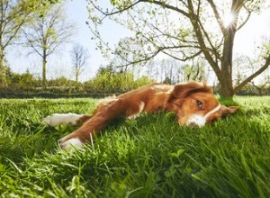 Quais são os sintomas que um cão teria se comesse erva daninha? 