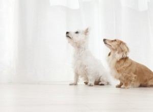 Comment savoir si je suis allergique aux chiens ?