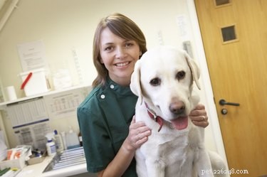 Farmaci antinfiammatori da banco per cani