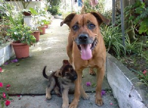 As árvores de kumquat são prejudiciais aos cães?