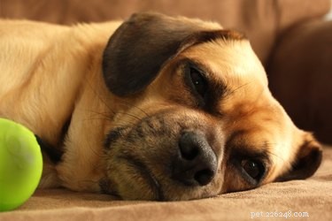 Дозировки Клавамокса при инфекциях мочевыводящих путей у собак