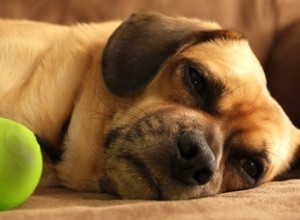 Dosagens de Clavamox para infecção do trato urinário canino