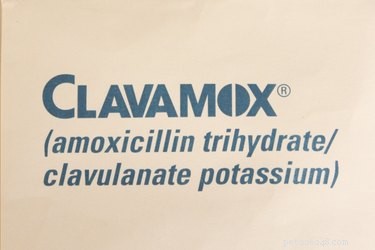 송곳니 요로 감염에 대한 Clavamox 복용량